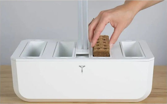 Veritable Biologischer Samen Maceška Bio