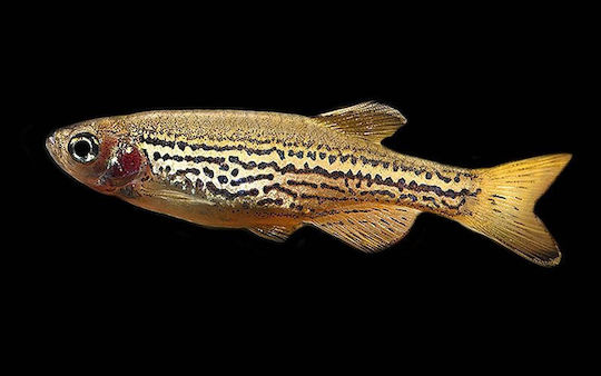 Danio Rerio Leopard M