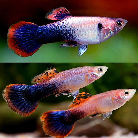Poecilia Reticulata Tuxedo Roz Mascul