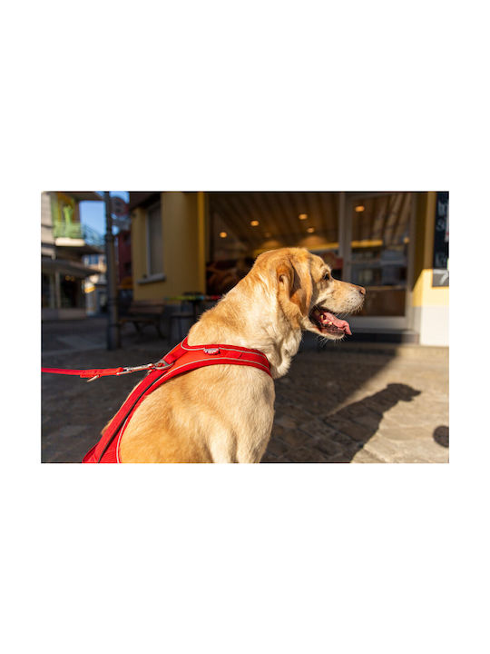 Curli Belka Comfort Dog Harness Large Brown