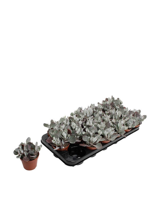 Kalanchoe Pumila 9cm