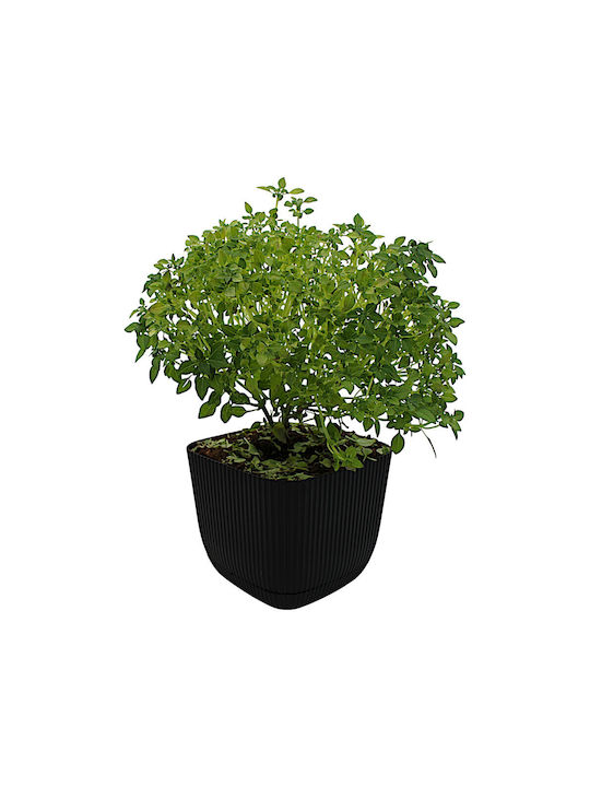 Topf Kunststoff Black mit Untersetzer 15x15x13cm.