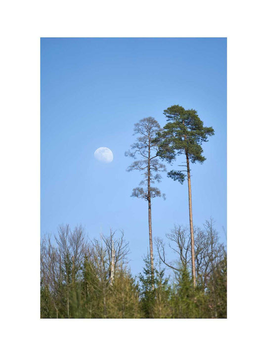 Πίνακας Tall Trees Under Moonlight Ψηλά Δέντρα Κάτω Φως Του Φεγγαριού 115x170