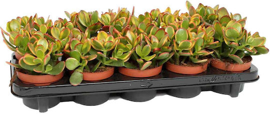 Crassula Ovata "apus de soare" 12cm Crassula Ovata "apus de soare" 12cm