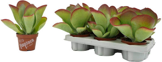 Kalanchoe 'Flapjack' 10,5cm Kalanchoe 'Flapjack' 10,5cm