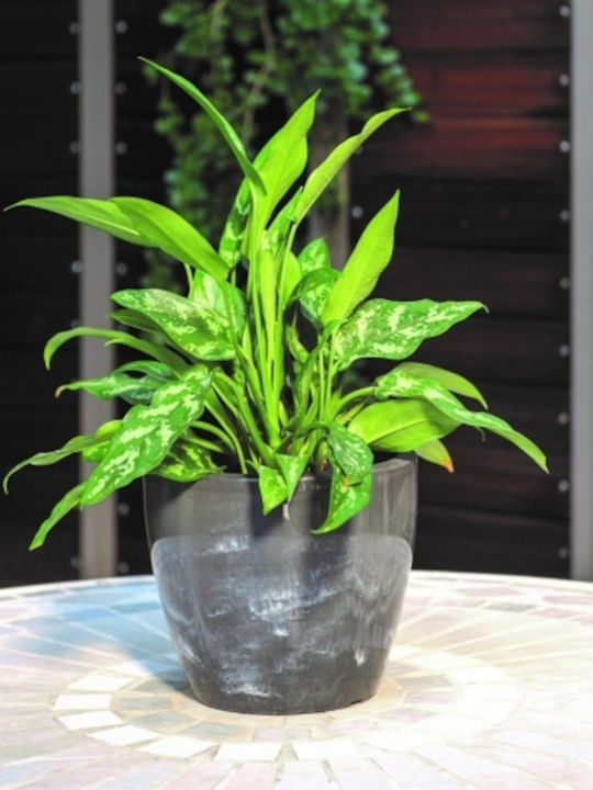 Κασπω Linea Natura 13lt-d30x25h Cm-smoke Κασπω Linea Natura 13lt-d30x25h Cm-smoke