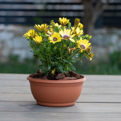 Κασπω Tepakota D27x11 5h Cm-τριανταφυλλι Κασπω Tepakota D27x11 5h Cm-τριανταφυλλι