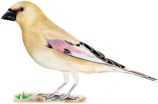 Game Expansion Playing on Wings: Birds of Asia for 1-7 Players 10+ Years Old (PL) Rebel Games