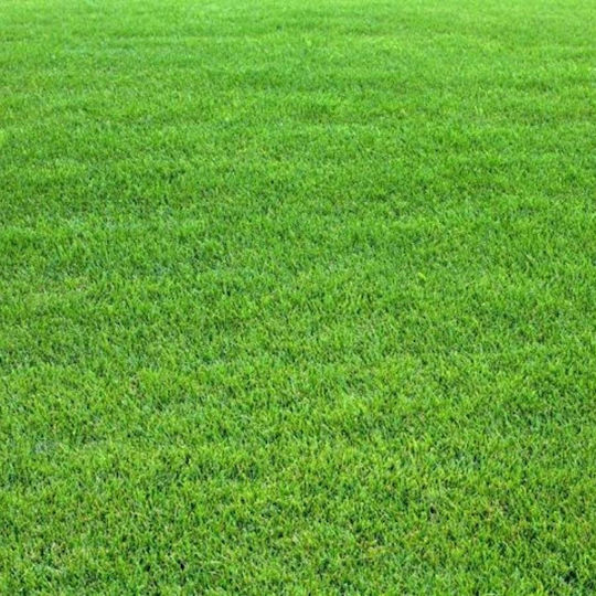 Gemma Seeds Lawn Kikougiou 1kg