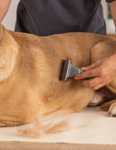 Wahl Professional Pieptene Mare pentru câini cu părul scurt pentru Îngrijirea Blănii Bej