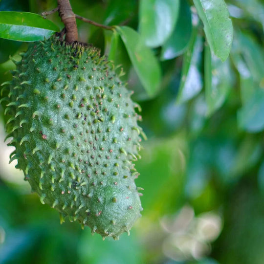 Cupplement Soursop Extract 500mg 60 κάψουλες