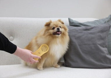 Magic Brush Βούρτσα Medium για Κοντότριχους Σκύλους για Καθαρισμό Τριχώματος