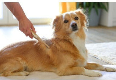 Magic Brush Pieptene Câini pentru Îngrijirea Blănii