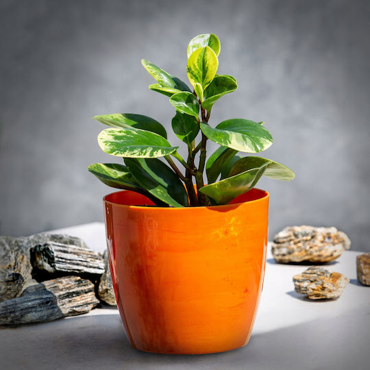 Kadax Pot Orange Marble 18cm.