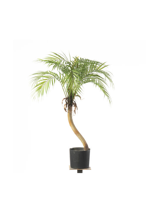 Artificial Plant in Pot Palm Tree Green 80cm Supergreens