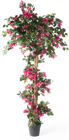 Βουκαμβίλια Εξωτερικού Χώρου Φούξια 125cm Supergreens