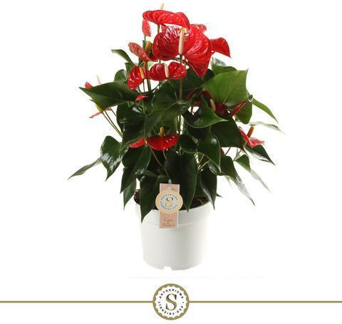 Хвощ (Anthurium) Εσωτερικού Χώρου Ύψους 50бр