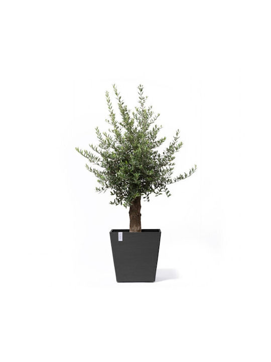 Ecopots Rotterdam Γλάστρα Πλαστική Μαύρο 50x50x48εκ.
