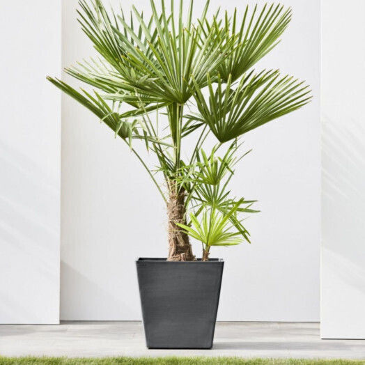 Ecopots Rotterdam Саксия Пластмаса Черно 50x50x48см.