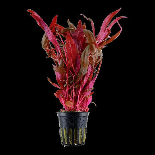 S.i Alternanthera Live Aquarium Plant