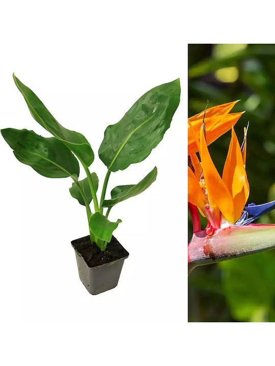 Reginae Bird Paradise Ύψους 40εκ.