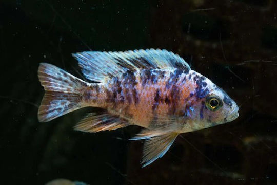 Aulonocara Sp Ob 4-5cm