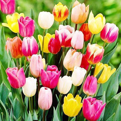 Gemma Bulbs Tulipς