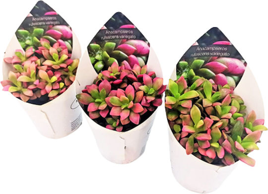 Κάκτος Παχύφυτο Variegata