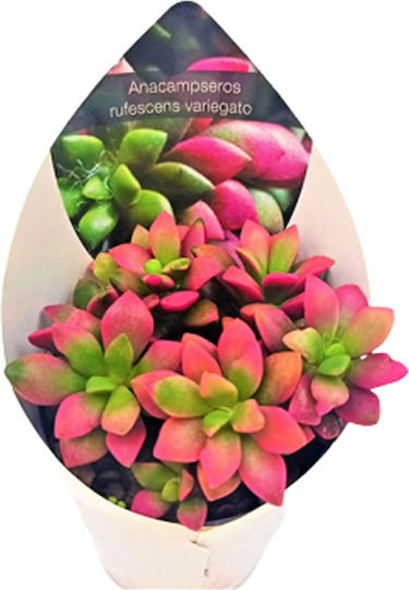 Cactus Succulent Variegata