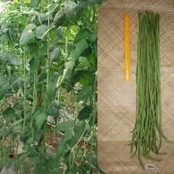 Φασόλι Μακρύ Envi 100 Gr