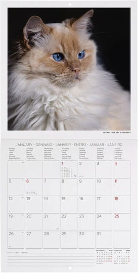 Wall Calendar 2026 Legami 18x18cm Cats Cal260102