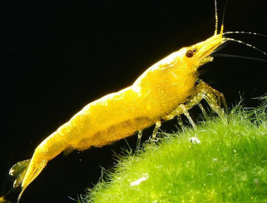 Neocaridina Davidi Yellow