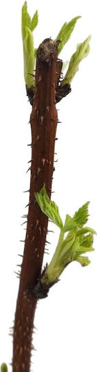 Golden Raspberry Fallgold Morus Brombeere