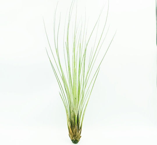 Αερόφυτο Tilandsia Juncea 1 Τεμ