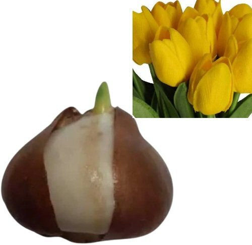 Primasem Bulb Tulipς Yellow