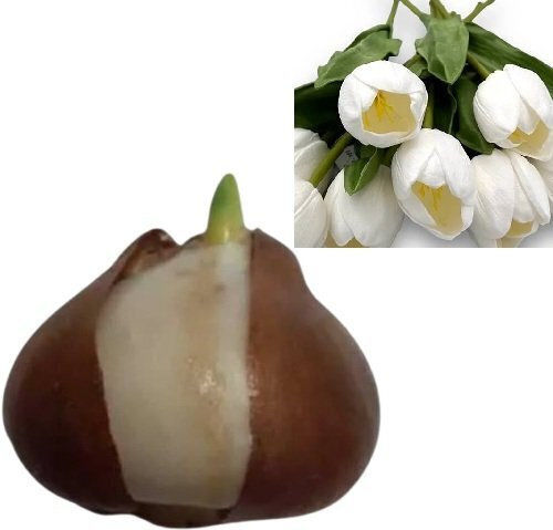 Primasem Bulb Tulipς Late