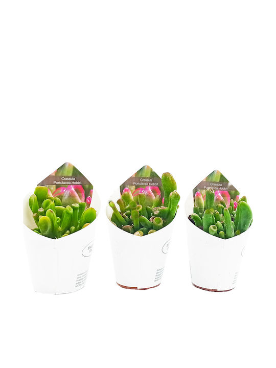 Crassula Ovata Hobbit Pflanze