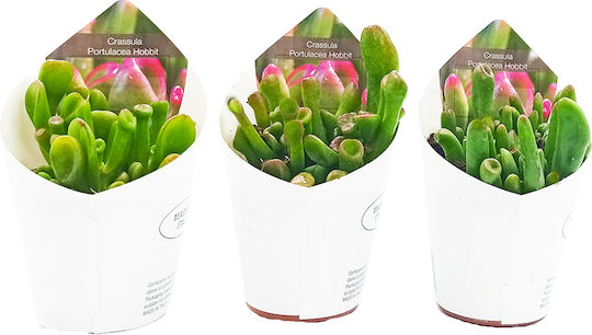 Crassula Ovata Hobbit Plantă Suculentă