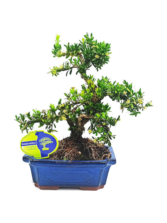 Бонсай Дърво Buxus Harlandii