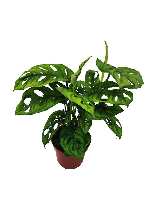 Monstera Tropisches Indoor-Pflanze