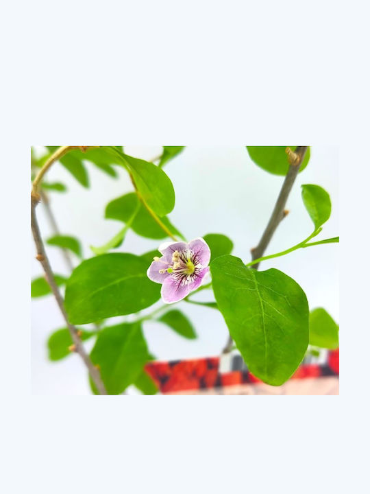 Goji Berry Plant Pot