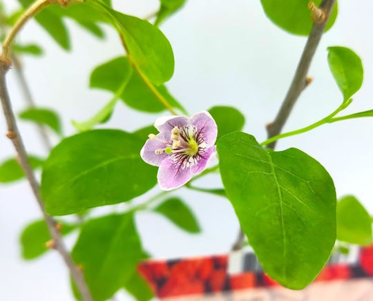 Goji Berry Pflanze Topf