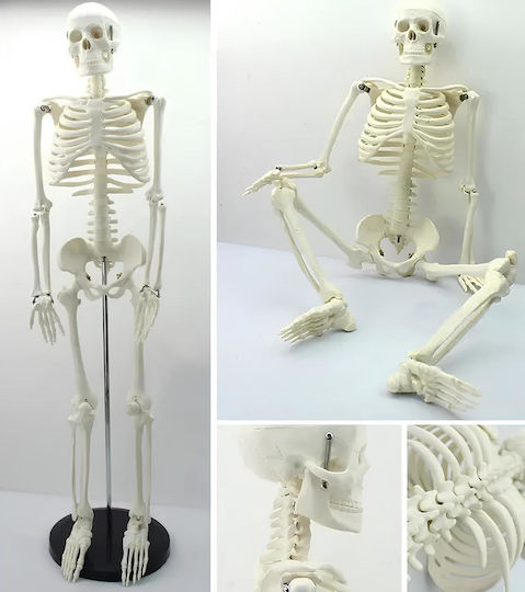 Modell des menschlichen Skeletts