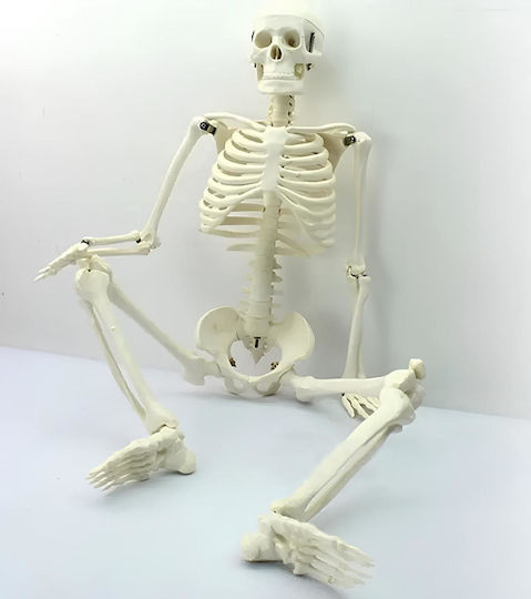 Modell des menschlichen Skeletts