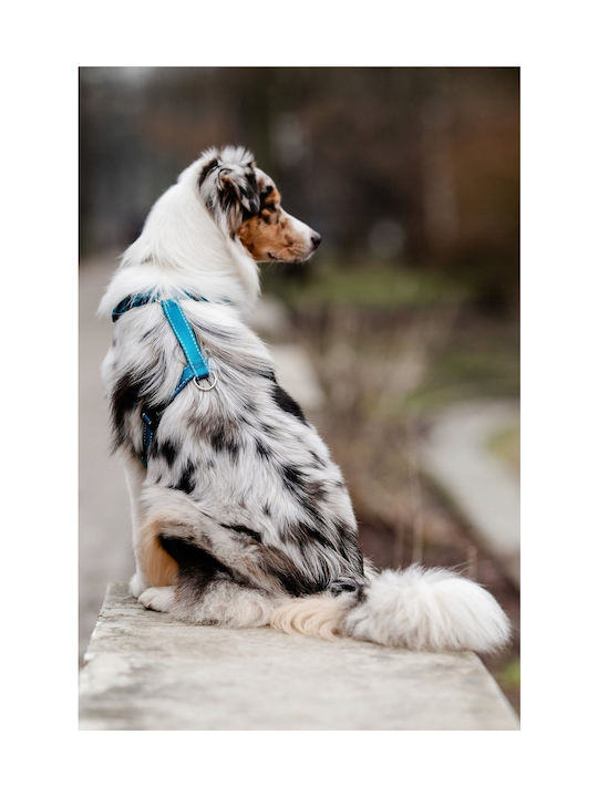 Chaba Chaba Guard Comfort Xs Harness 1 6cm/32-37cm Ναυτικο