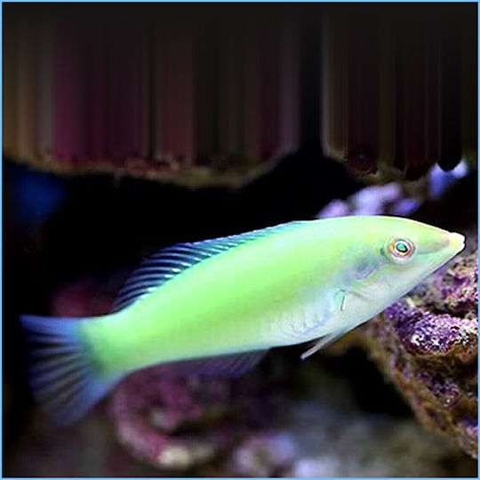 Pești De Acvariu Vii De Apă Sărată Pastel Verde Wrasse Coris Verde