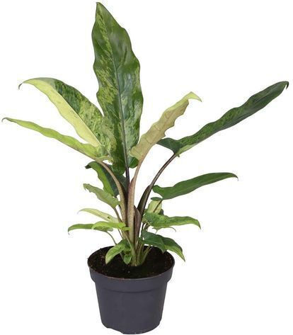 Αλοκάσια Alocasia Lauterbachiana Variegata Αλοκάσια Alocasia Lauterbachiana Variegata