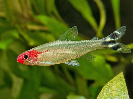 Hemigrammus Bleheri