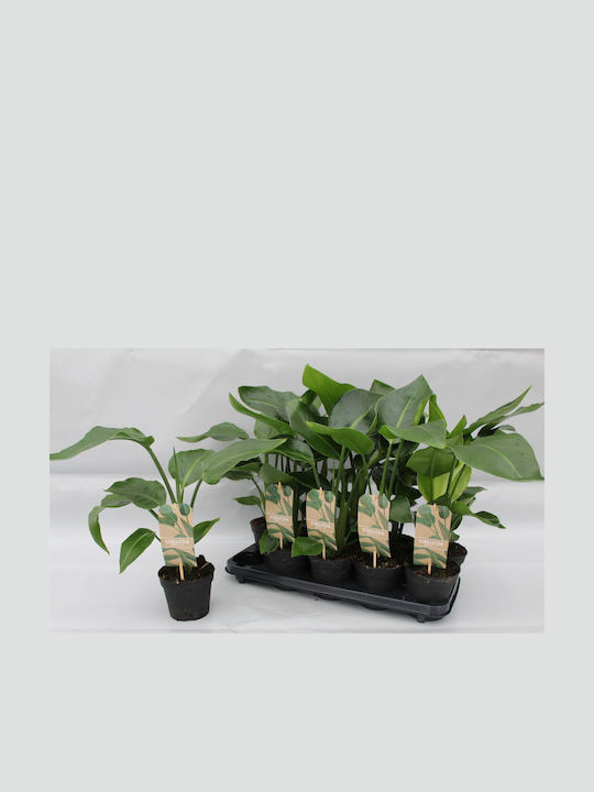 Στρελίτσια Strelitzia Nicolai