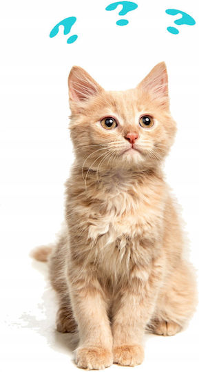 Wet Cat Food Chicken Veal Kitten 400g